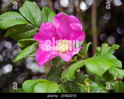 Wild dog rose flowering in a hedgerow Stock Photo