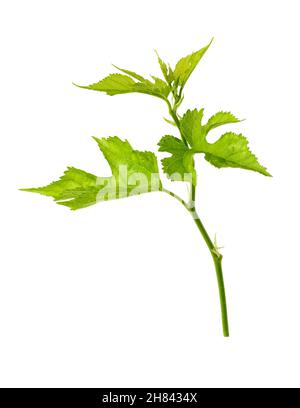 mulberry tree branch, closeup view of young foliage, isolated on white background Stock Photo