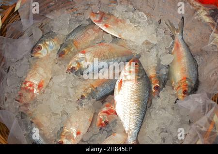 Fresh hilsa fish have been arranged for sale Stock Photo