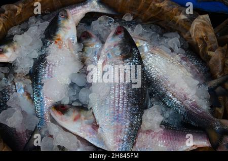 Ilish png images | PNGWing