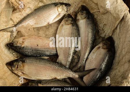 Meristic and morphometric differences between two types of Hilsa ilisha in  Bangladesh waters | Semantic Scholar