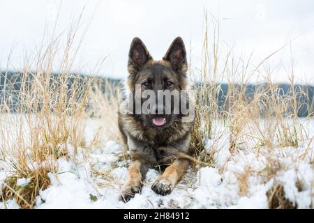 German Shepherd Dog (Alsatian) lying in the snow Stock Photo