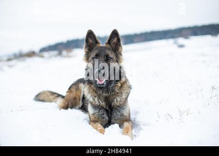 German Shepherd Dog (Alsatian) lying in the snow Stock Photo