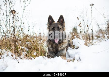 German Shepherd Dog (Alsatian) lying in the snow Stock Photo