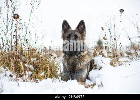 German Shepherd Dog (Alsatian) lying in the snow Stock Photo