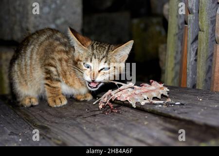 Feral kitten eating raw fish, Manabeshima Island, Seto Inland Sea, Japan Stock Photo