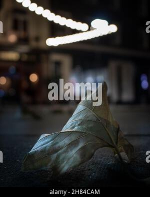 Shallow depth of field shot of a plane tree lead at night in London with bokeh balls of light in the background Stock Photo