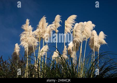 Sunlit pampas grass against a vivid blue sky Stock Photo