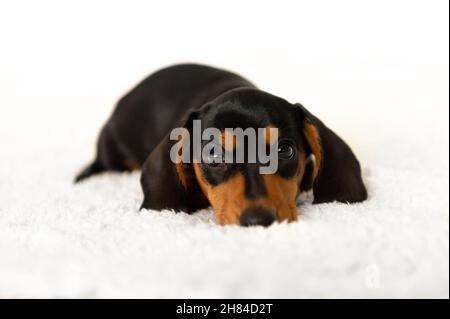 Cute small sausage dog 10 weeks old Stock Photo