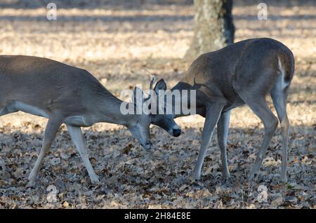 White-tailed Deer, Odocoileus virginianus, young bucks sparring Stock Photo