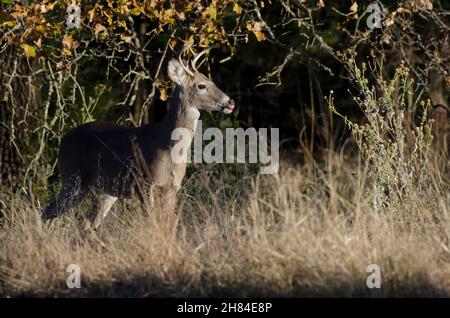 White-tailed Deer, Odocoileus virginianus, buck emerging from woods while licking lips Stock Photo