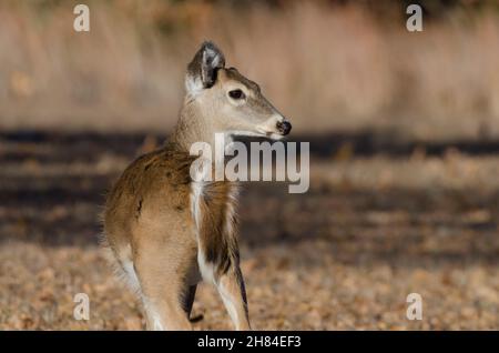 White-tailed Deer, Odocoileus virginianus, button-buck Stock Photo