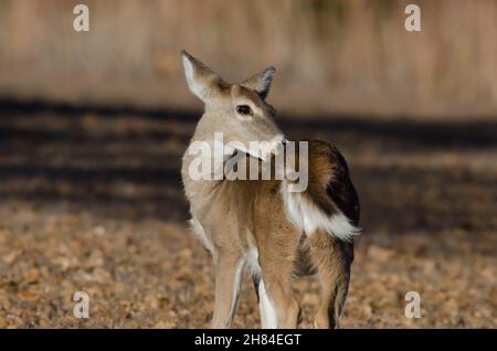 White-tailed Deer, Odocoileus virginianus, button-buck licking back Stock Photo