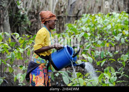 ANGOLA, Calulo, coffee plantation, woman waters coffee seedlings in nursery / ANGOLA, Calulo, Kaffee Fazienda, Frau bewaessert Kaffeesetzlinge Stock Photo