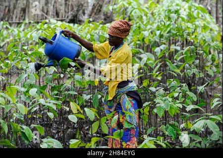 ANGOLA, Calulo, coffee plantation, woman waters coffee seedlings in nursery / ANGOLA, Calulo, Kaffee Fazienda, Frau bewaessert Kaffeesetzlinge Stock Photo