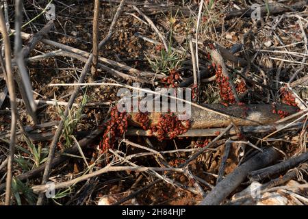 Firefly nest, with lots of beetles Stock Photo