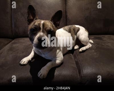 Chibull is lying on the couch, French Bullhuahua Stock Photo