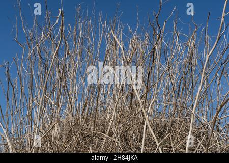 Wild nature with dry gray plants Stock Photo