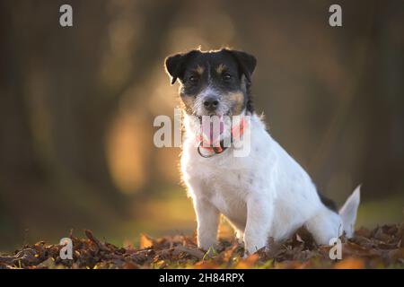 Pretty little Jack Russell Terrier dog sitting on leaves and posing in autumn. Stock Photo