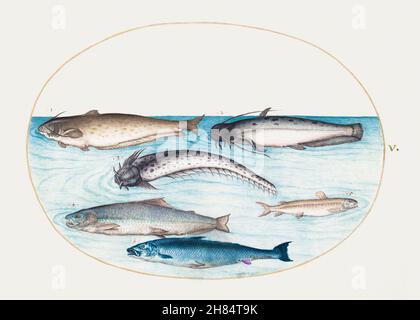 Salmonid hi-res stock photography and images - Alamy