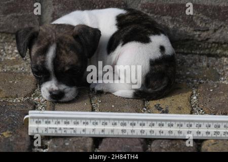 A Chibull pup lies on the floor against the wall. Stock Photo