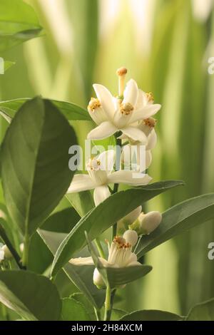 Flowers On Lemon Tree. White blooming lemon citrus pursha. Citrus Flowering Season Stock Photo