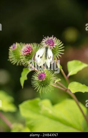 Burdock: Inspiration for Tolstoy and Velcro