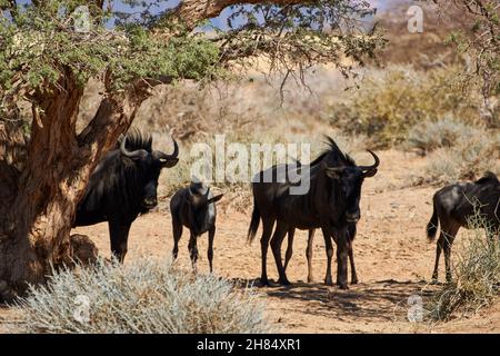 Blue wildebeest gnus (Connochaetes taurinus) standing under the shadow of a tree in Namibian Savanna on a hot day. Stock Photo