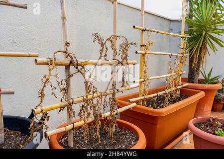 Dirty and neglected urban garden with some dead lettuce plant in it. Stock Photo