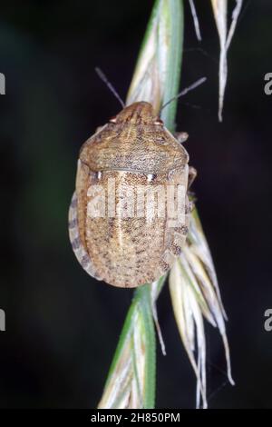 Eurygaster maura is a species of true bugs or shield-backed bugs belonging to the family Scutelleridae. It is a common pest of cereals. Stock Photo