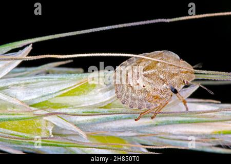 Larva of Eurygaster maura is a species of true bugs or shield-backed bugs belonging to the family Scutelleridae. It is a common pest of cereals. Stock Photo