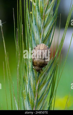 Eurygaster maura is a species of true bugs or shield-backed bugs belonging to the family Scutelleridae. It is a common pest of cereals. Stock Photo