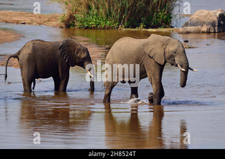 Afrikanischer Elefant, African bush elephant, Loxodonta africana, Kruger-Nationalpark, Südafrika, Kruger National Park, Republic of South Africa Stock Photo