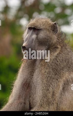 Bärenpavian, Tschakma, Cape baboon, Papio ursinus, Kruger-Nationalpark, Südafrika, Kruger National Park, Republic of South Africa Stock Photo