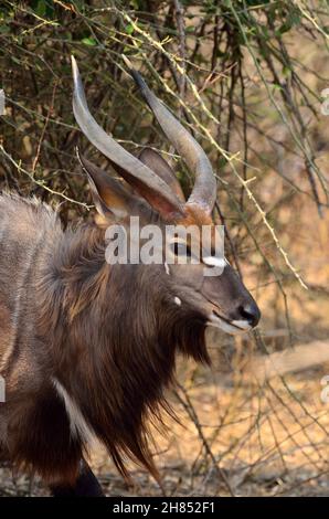 Flachland-Nyala, Tiefland-Nyala, lowland nyala, Nyala angasii, Kruger-Nationalpark, Südafrika, Kruger National Park, Republic of South Africa Stock Photo