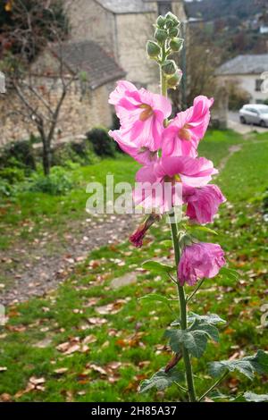 Views around Stroud.  A Gloucester town in the Southern Cotswolds. Common Hollyhock alcea rosea Stock Photo