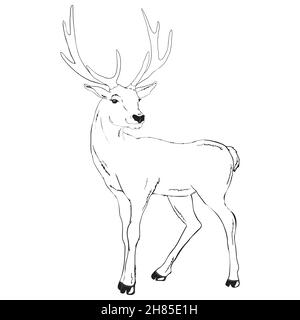 Beautiful noble deer are ruminant mammal in family. Side view. Vector monochrome freehand ink drawn background sketchy in art scribble style pen on pa Stock Vector