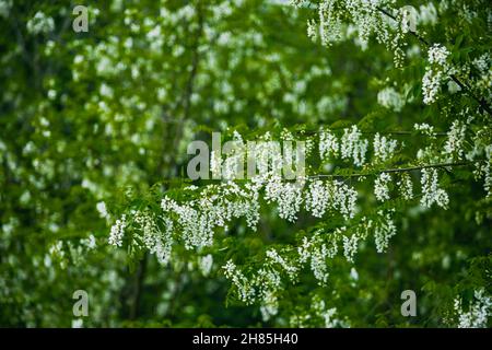 Blooming apple tree branches with white flowers on a green blurry background. Beautiful nature landscape. High quality photo Stock Photo