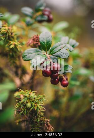 Fruits of lingonberry on the shrub in the blurred background Stock Photo