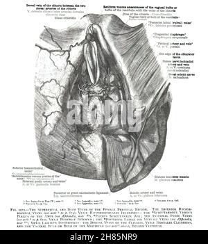 19th-century vintage anatomy textbook page explaining the structure of ...