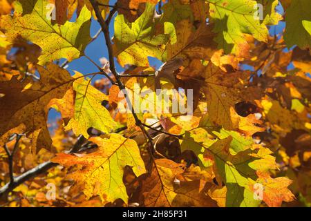 Scarlet Oak 'Quercus coccinea' Fall Foliage, Missouri. Stock Photo