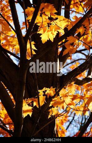 Tree with beautiful autumn leaves Stock Photo