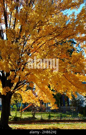 Tree with beautiful autumn leaves Stock Photo