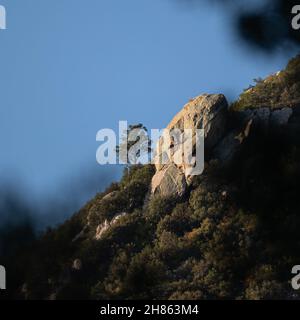 A vertical shot of the Lone Ponderosa on the slope next to a granite outcrop in Colorado, USA Stock Photo