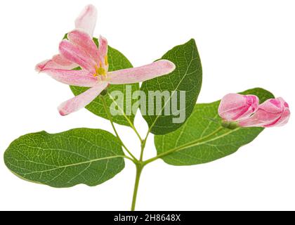 Flowers of Tatar honeysuckle, lat. Lonicera tatarica, isolated on white background Stock Photo