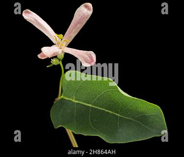 Flowers of Tatar honeysuckle, lat. Lonicera tatarica, isolated on black background Stock Photo