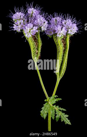 Light purple flowers of phacelia, isolated on black background Stock Photo