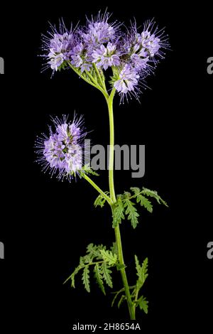 Light purple flowers of phacelia, isolated on black background Stock Photo