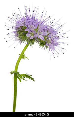 Light purple flowers of phacelia, isolated on white background Stock Photo