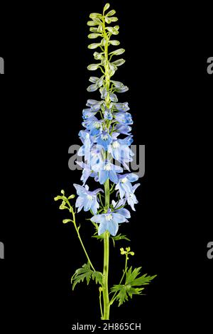 Inflorescence of blue delphinium flowers, lat. Larkspur, isolated on black background Stock Photo